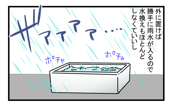 子どもが急に金魚を連れて帰ってきても大丈夫！ 簡単でお金のかからない「金魚の飼い方」とは？【こどもと見つけた小さな発見日誌 Vol.8】