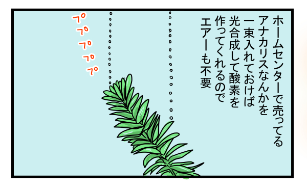 子どもが急に金魚を連れて帰ってきても大丈夫！ 簡単でお金のかからない「金魚の飼い方」とは？【こどもと見つけた小さな発見日誌 Vol.8】