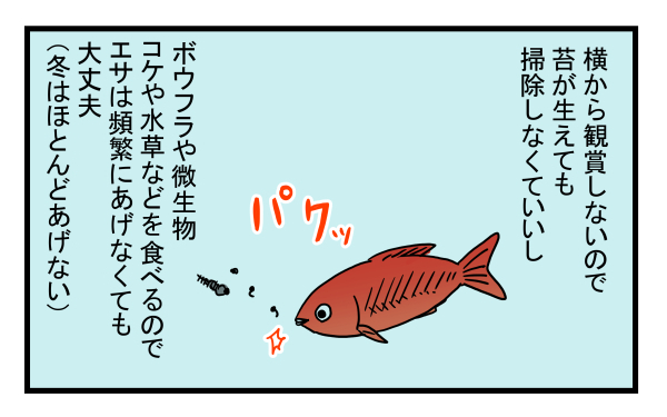 子どもが急に金魚を連れて帰ってきても大丈夫！ 簡単でお金のかからない「金魚の飼い方」とは？【こどもと見つけた小さな発見日誌 Vol.8】