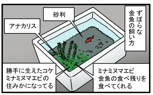 子どもが急に金魚を連れて帰ってきても大丈夫！ 簡単でお金のかからない「金魚の飼い方」とは？【こどもと見つけた小さな発見日誌 Vol.8】