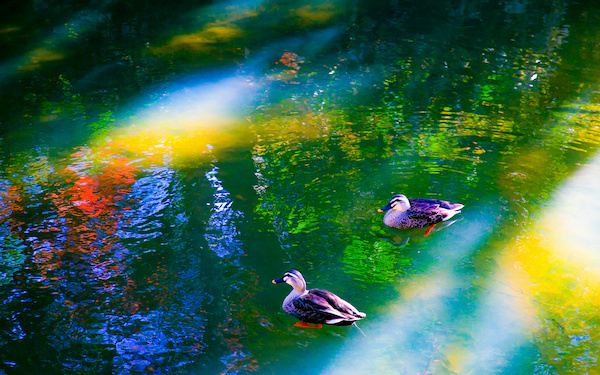 11月4日～11月10日の週間運勢占いランキング！　1位の星座は…？