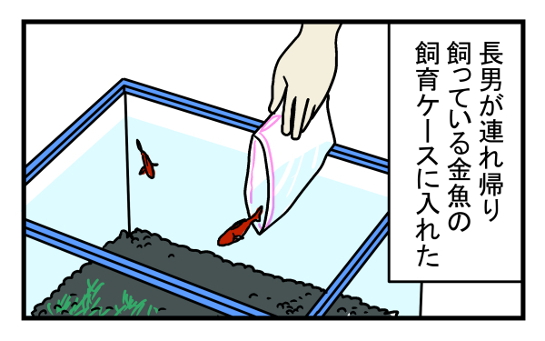 捨てられていた金魚を自宅に連れて帰ったところ…金魚の体に異変が!?【こどもと見つけた小さな発見日誌 Vol.9】