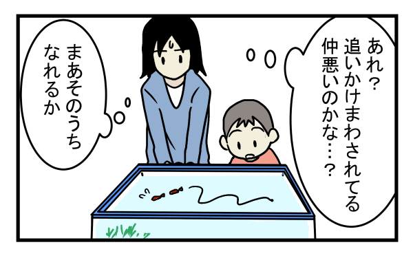 捨てられていた金魚を自宅に連れて帰ったところ…金魚の体に異変が!?【こどもと見つけた小さな発見日誌 Vol.9】