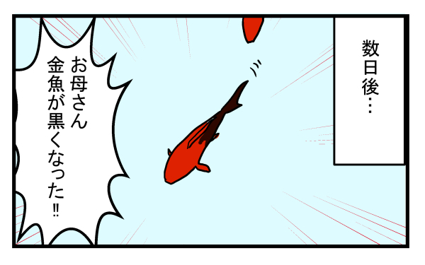 捨てられていた金魚を自宅に連れて帰ったところ…金魚の体に異変が!?【こどもと見つけた小さな発見日誌 Vol.9】