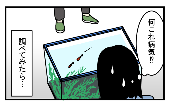 捨てられていた金魚を自宅に連れて帰ったところ…金魚の体に異変が!?【こどもと見つけた小さな発見日誌 Vol.9】