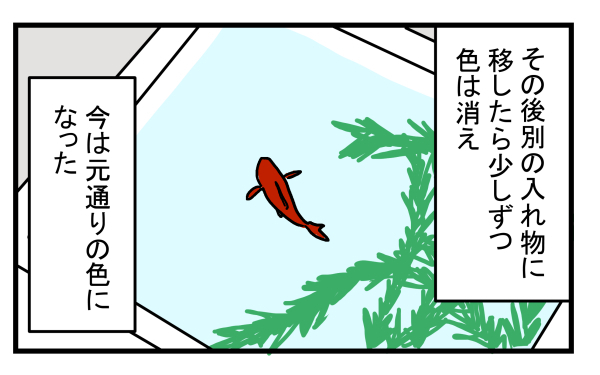 捨てられていた金魚を自宅に連れて帰ったところ…金魚の体に異変が!?【こどもと見つけた小さな発見日誌 Vol.9】
