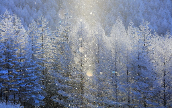 12月16日～12月22日の週間運勢占いランキング！　1位の星座は…？