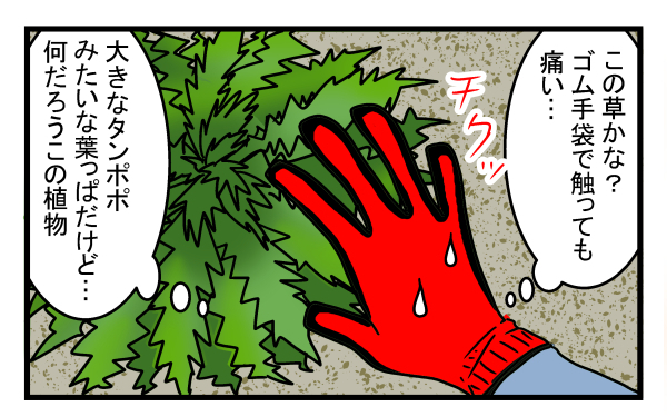 完全に駆除するのは至難の技…庭一面に生えた危険な植物の正体とは？【こどもと見つけた小さな発見日誌 Vol.12】