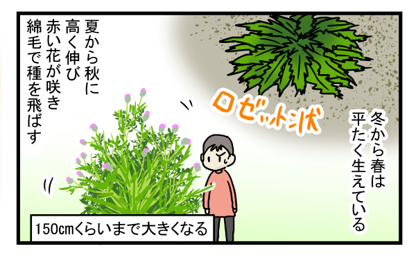 完全に駆除するのは至難の技…庭一面に生えた危険な植物の正体とは？【こどもと見つけた小さな発見日誌 Vol.12】
