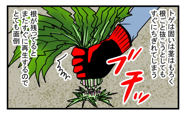 完全に駆除するのは至難の技…庭一面に生えた危険な植物の正体とは？【こどもと見つけた小さな発見日誌 Vol.12】