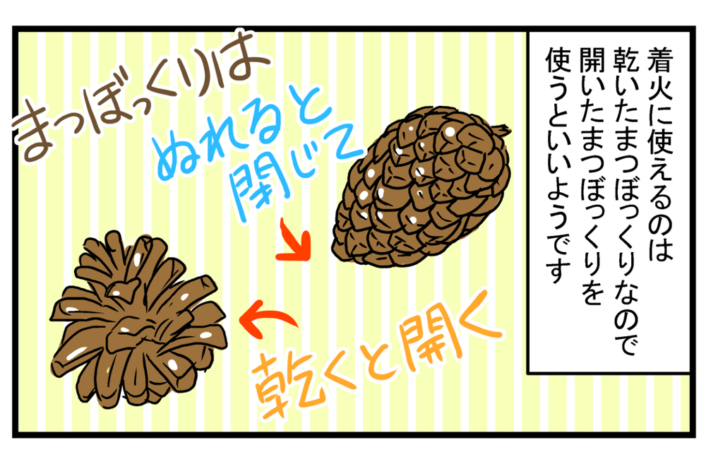 BBQやキャンプでも使える！ 覚えておくと便利な「松ぼっくり」の話【こどもと見つけた小さな発見日誌 Vol.13】