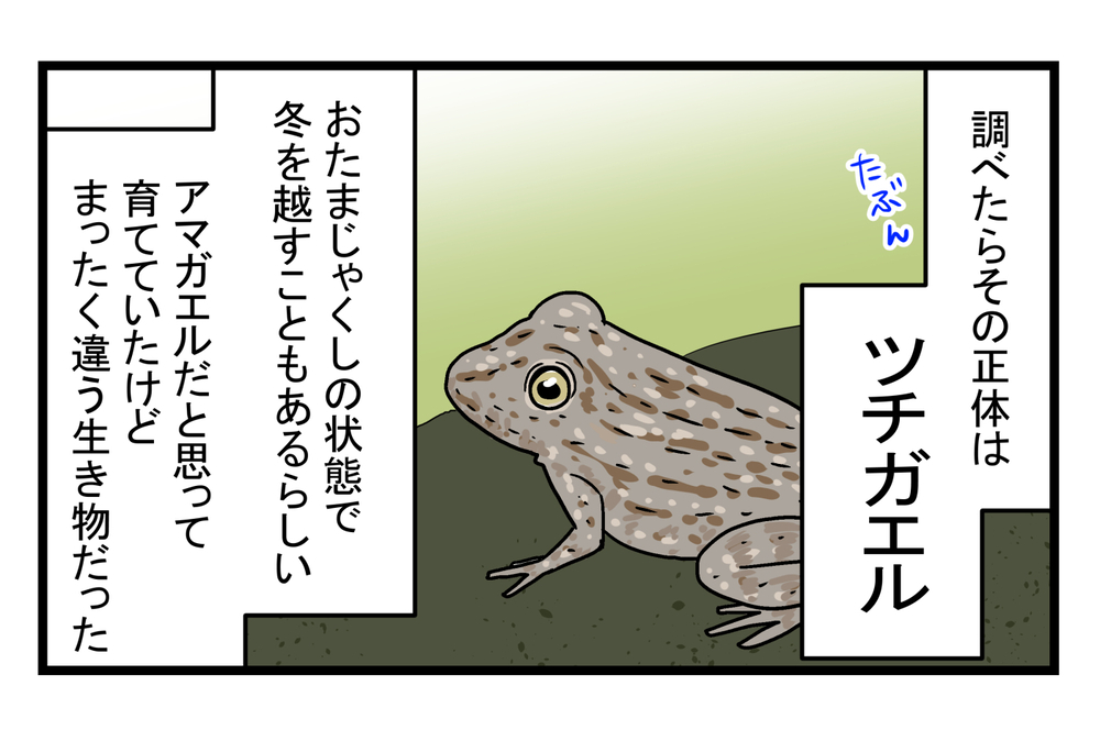 アマガエルじゃなかった！ なかなか成長しない「謎のおたまじゃくし」の正体が発覚【こどもと見つけた小さな発見日誌 Vol.14】