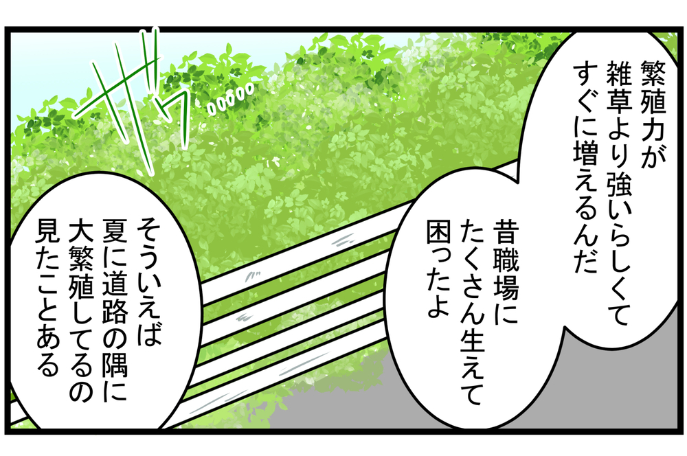 育て方次第では、厄介な雑草になることも!? 庭に生えてきた「ミント」の話【こどもと見つけた小さな発見日誌 Vol.15】