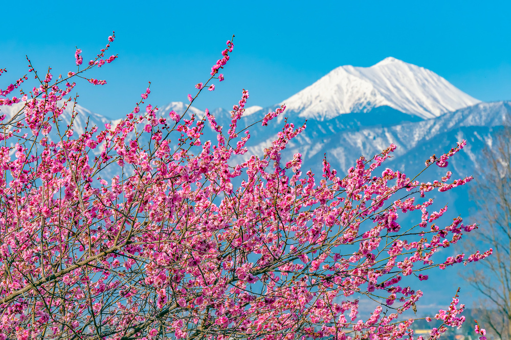 2月24日～3月1日の週間運勢占いランキング！　1位の星座は…？