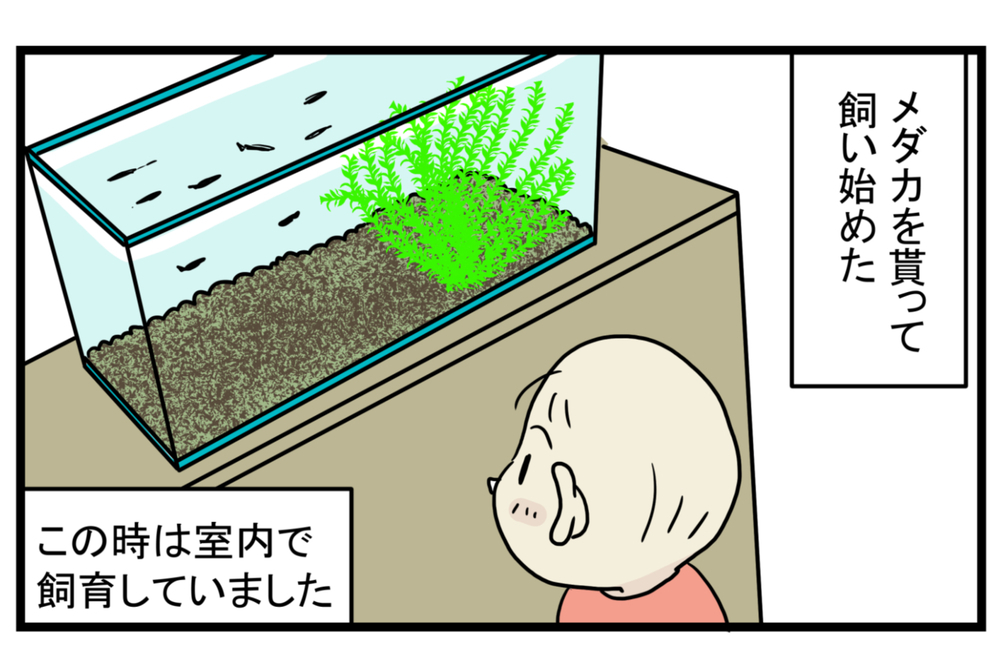 少し悲しい思い出…メダカが減っていく原因は「アノ生き物」にあった！【こどもと見つけた小さな発見日誌 Vol.16】