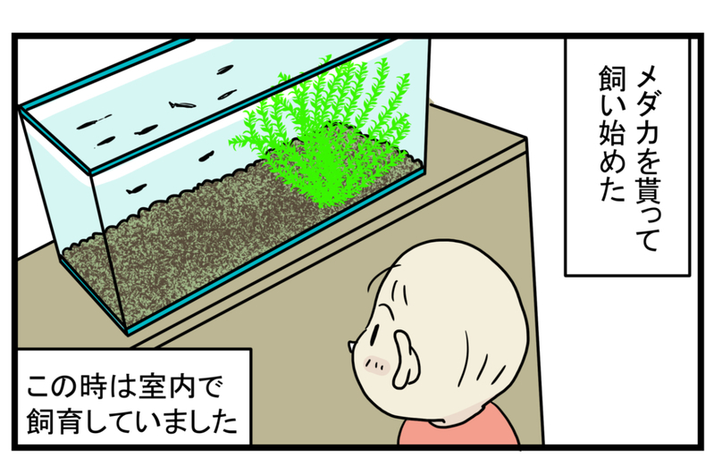 少し悲しい思い出…メダカが減っていく原因は「アノ生き物」にあった！【こどもと見つけた小さな発見日誌 Vol.16】