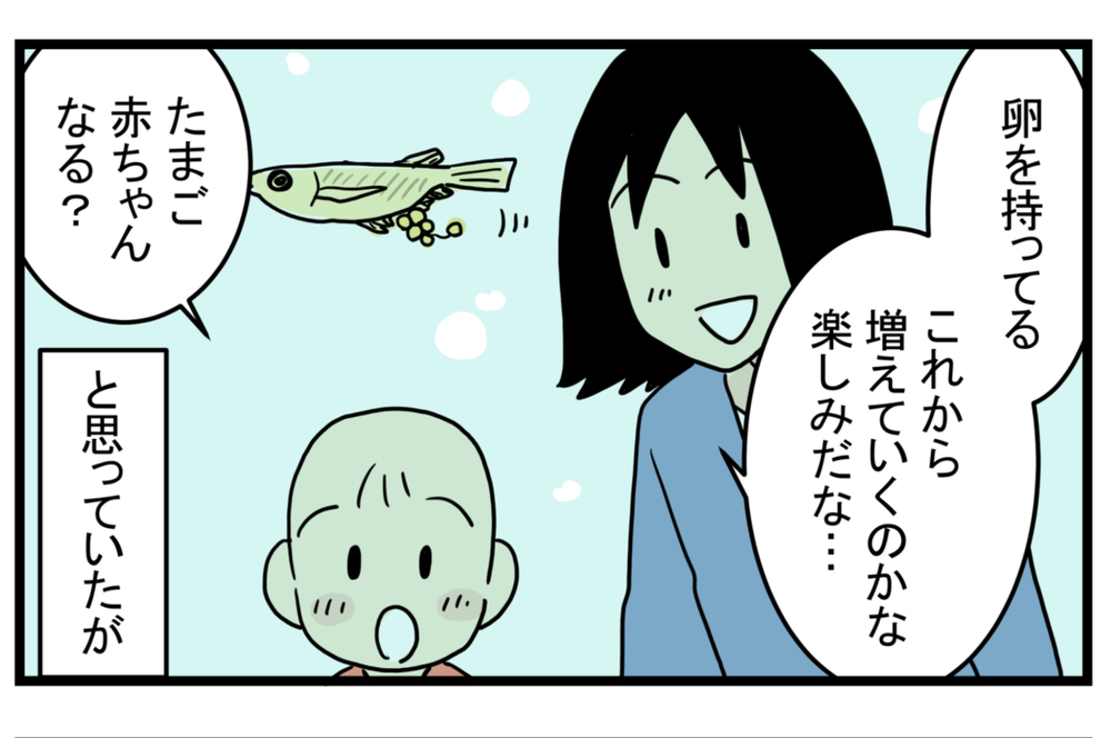 少し悲しい思い出…メダカが減っていく原因は「アノ生き物」にあった！【こどもと見つけた小さな発見日誌 Vol.16】