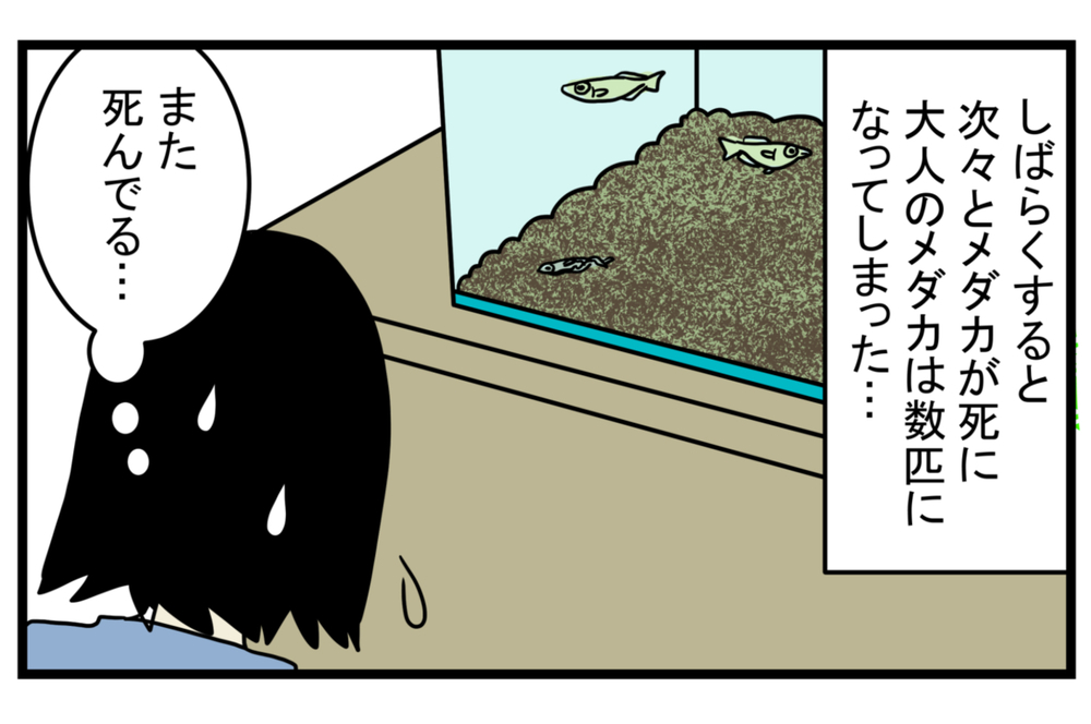 少し悲しい思い出…メダカが減っていく原因は「アノ生き物」にあった！【こどもと見つけた小さな発見日誌 Vol.16】