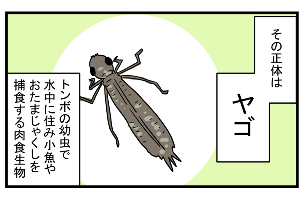 少し悲しい思い出…メダカが減っていく原因は「アノ生き物」にあった！【こどもと見つけた小さな発見日誌 Vol.16】