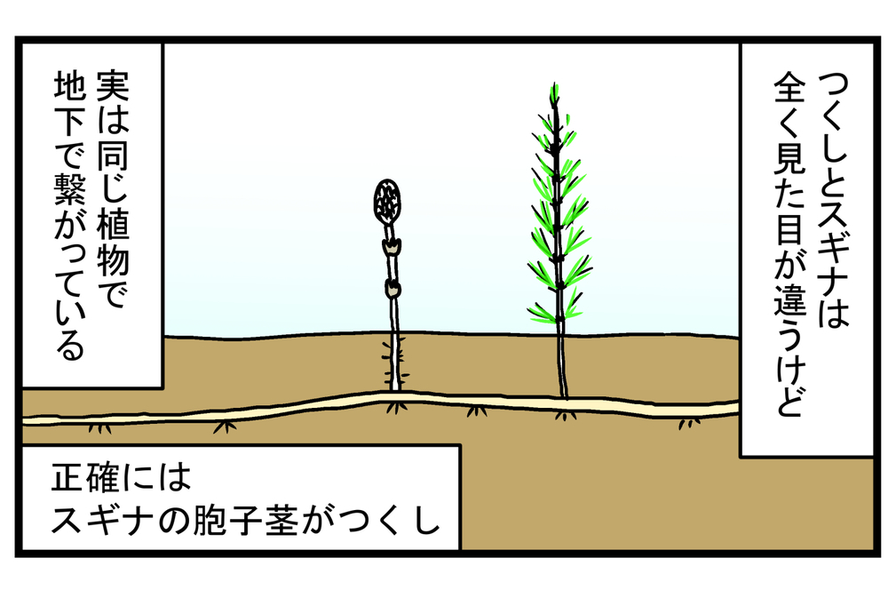 【休校中の過ごし方】退屈そうにしていた子どもたちと「春の植物観察」をしてみた【こどもと見つけた小さな発見日誌 Vol.18】