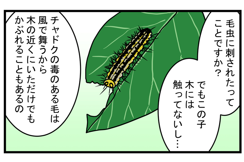 外遊びの際に十分気をつけたい！ 「毛虫」に触っていないのに刺された話【こどもと見つけた小さな発見日誌 Vol.20】