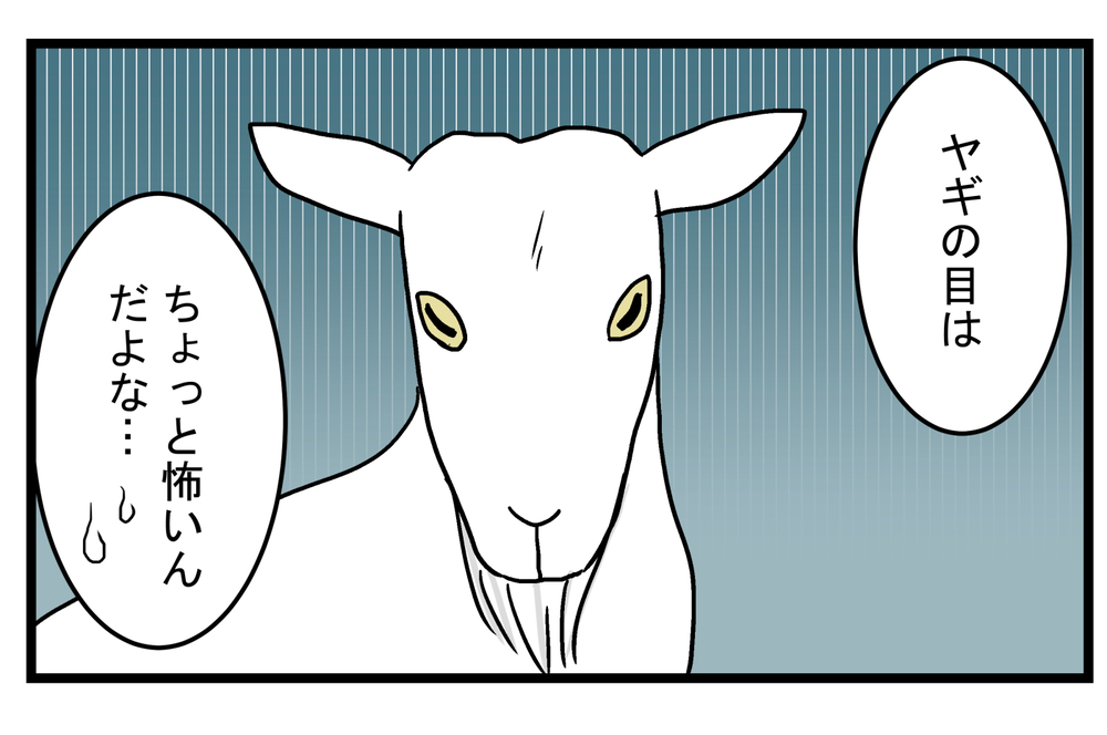 四角い瞳孔が怖いと思っていたが…!? 雨の日に知った「ヤギの目」の秘密【こどもと見つけた小さな発見日誌 Vol.21】