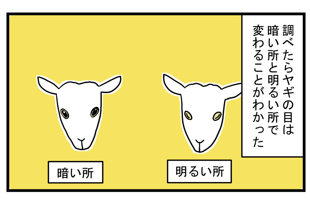 四角い瞳孔が怖いと思っていたが…!? 雨の日に知った「ヤギの目」の秘密【こどもと見つけた小さな発見日誌 Vol.21】