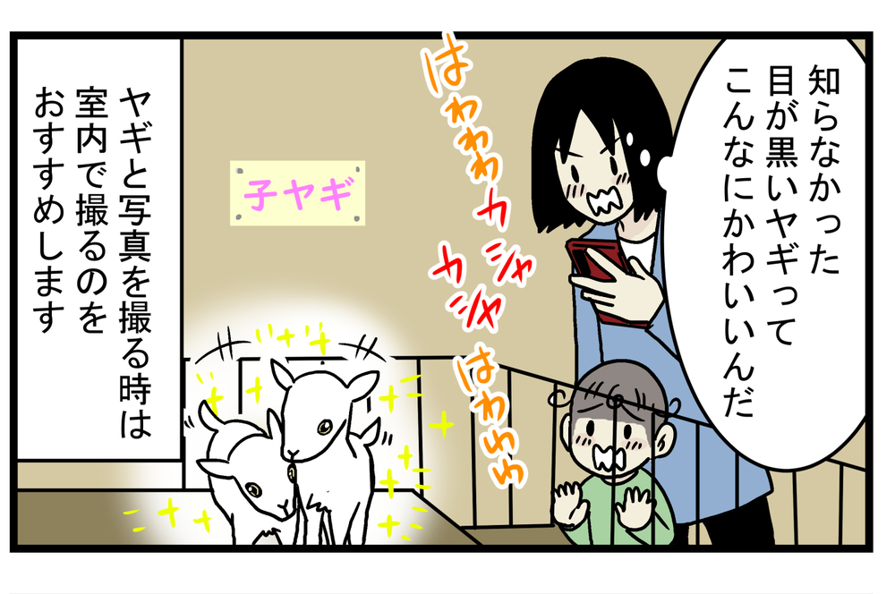 四角い瞳孔が怖いと思っていたが…!? 雨の日に知った「ヤギの目」の秘密【こどもと見つけた小さな発見日誌 Vol.21】