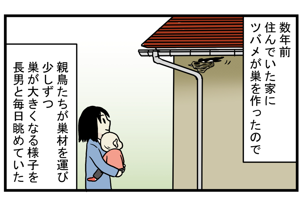 心待ちにしていたヒナの誕生…！ 毎年、この時期になると思い出す「ツバメの巣」の話【こどもと見つけた小さな発見日誌 Vol.22】