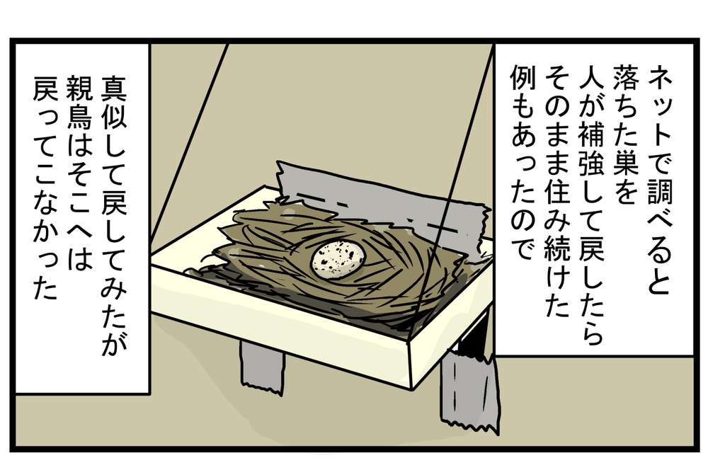 心待ちにしていたヒナの誕生…！ 毎年、この時期になると思い出す「ツバメの巣」の話【こどもと見つけた小さな発見日誌 Vol.22】