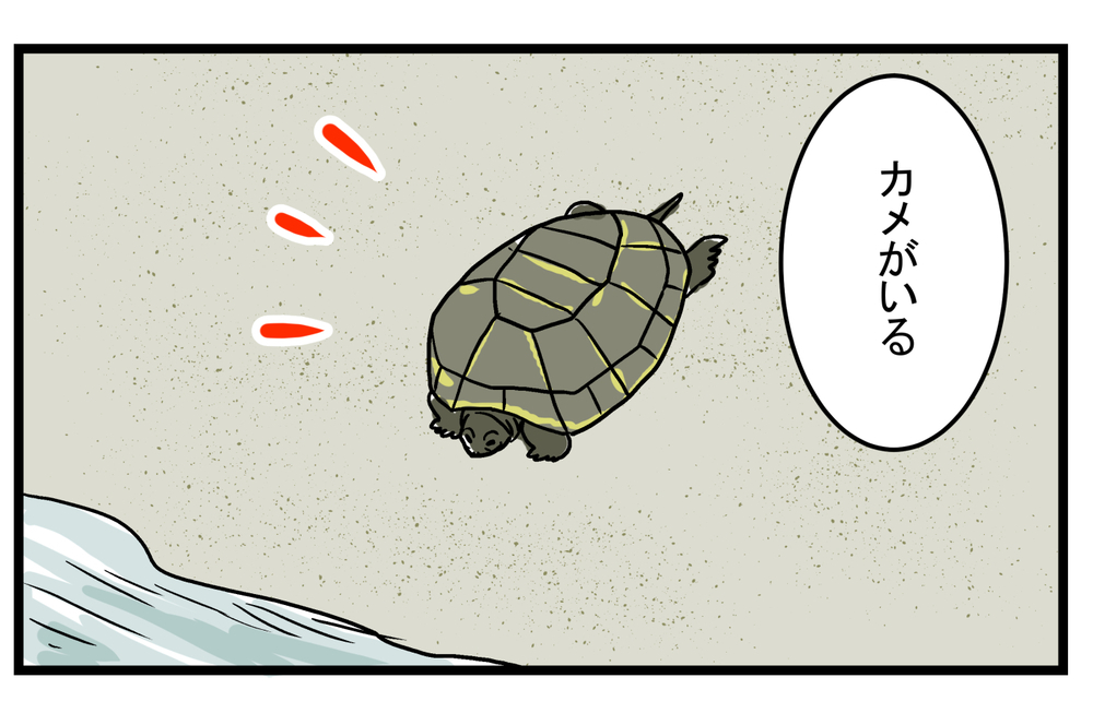 図鑑にも書いていなかった… 動きが遅いイメージのある「カメ」の実態に親子でびっくり！【こどもと見つけた小さな発見日誌 Vol.25】