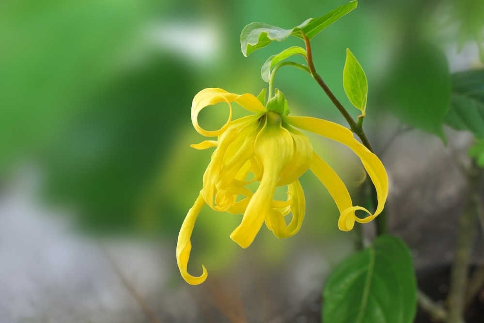 【専門家監修】そろそろリモートワーク疲れ？！ ママの心と身体に効く、お手軽セルフケア術