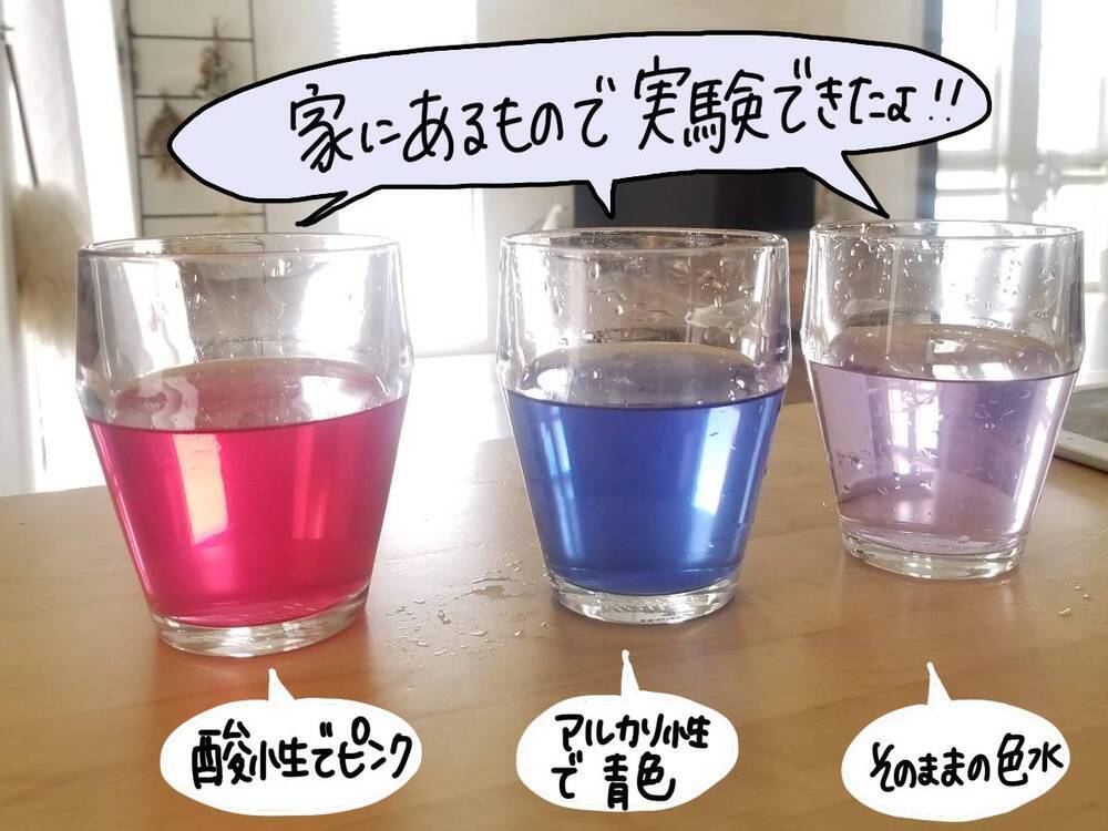 おうちでできる簡単な実験あそび！ 朝顔の色水作りの楽しみかた【コソダテフルな毎日 第171話】