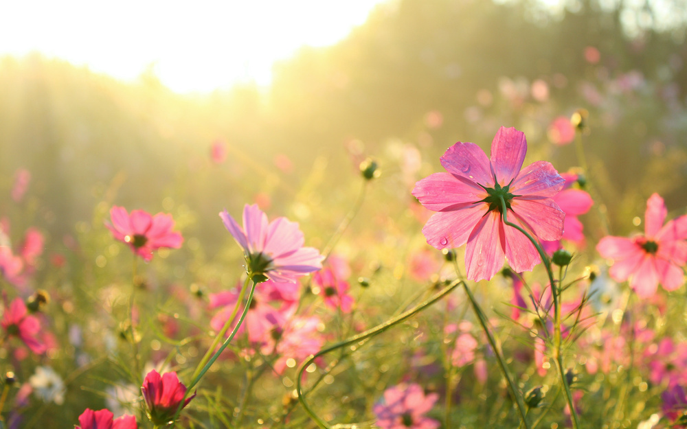 9月14日～9月20日の週間運勢占いランキング！　1位の星座は…？
