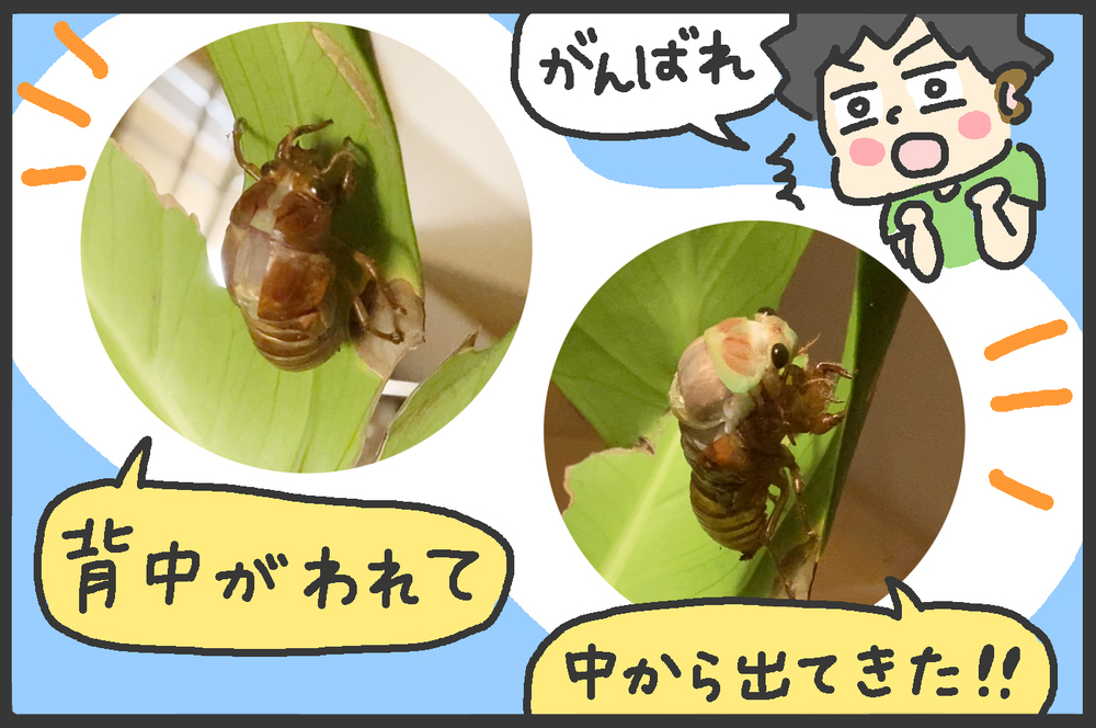 あつ～い夏を全力で楽しむ！「夜の虫とり」は貴重な体験！【メンズかーちゃん～うちのやんちゃで愛おしいおさるさんの物語～ 第90回】