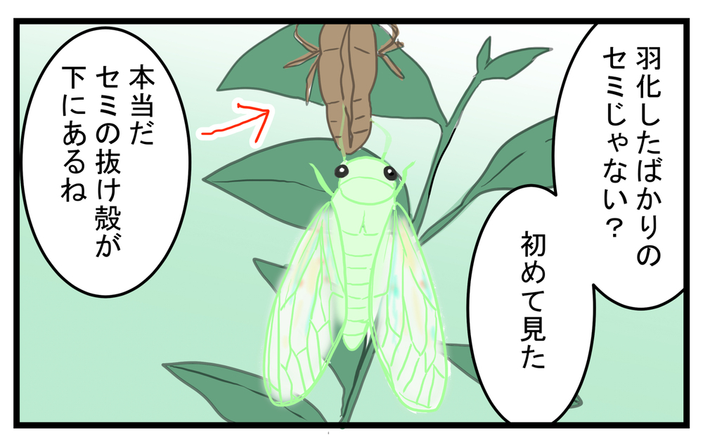 セミが苦手だった私…息子から羽化したばかりのセミを見せられて!?【こどもと見つけた小さな発見日誌 Vol.29】