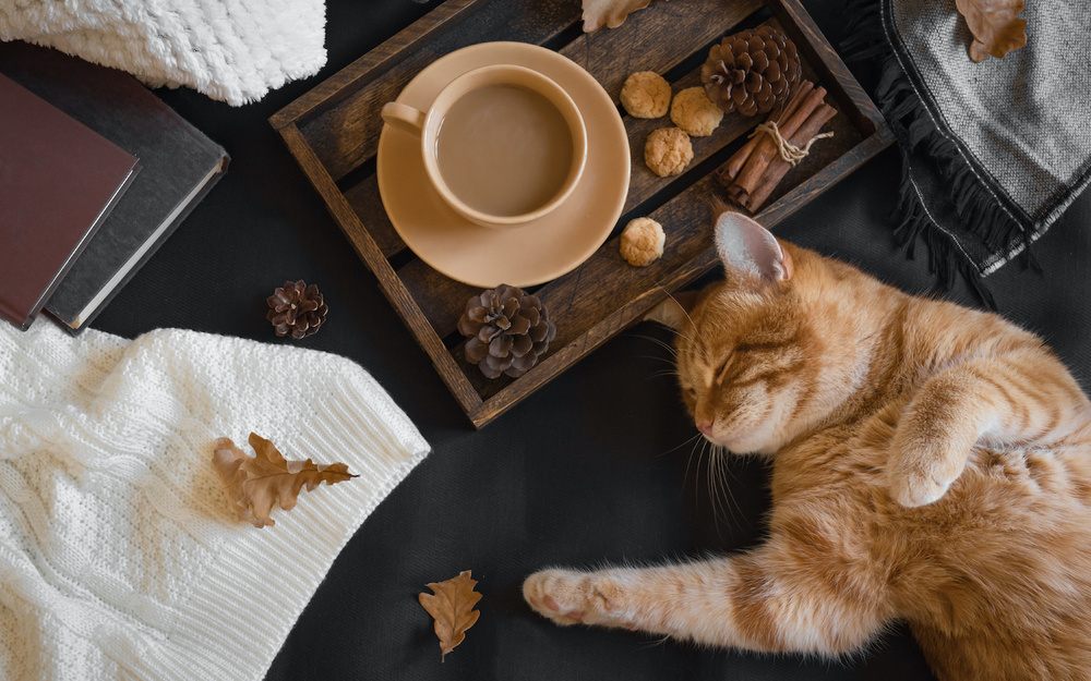 11月9日～11月15日の週間運勢占いランキング！　1位の星座は…？