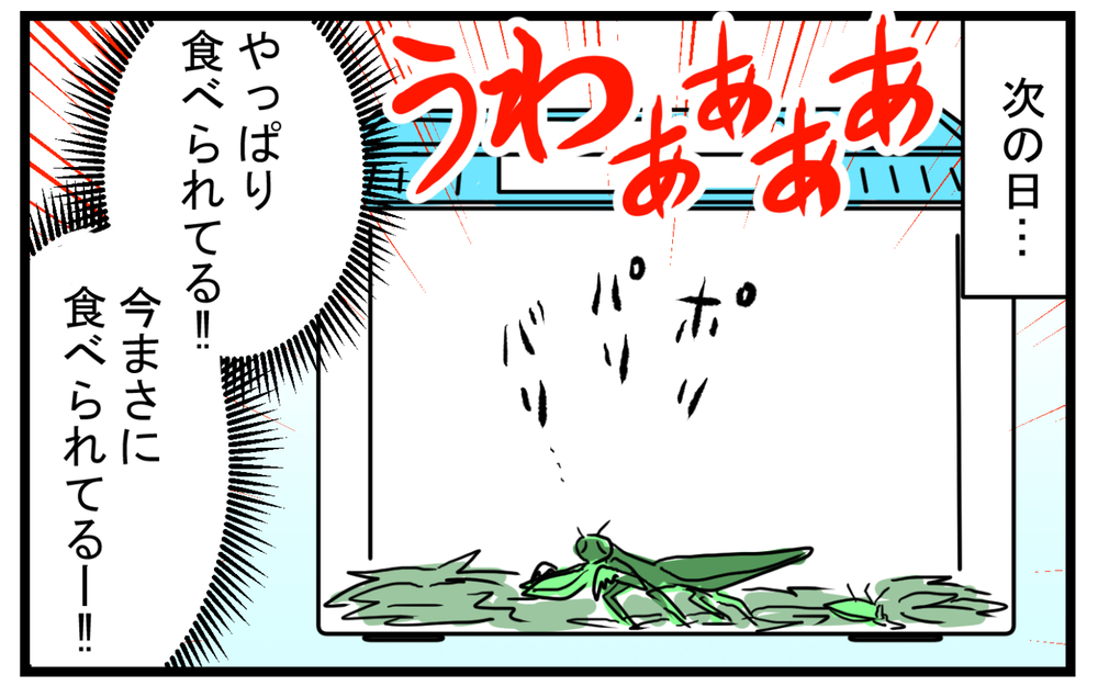 大人から見ると少し残酷!? 幼稚園児の好奇心をくすぐる「カマキリのエサやり」【こどもと見つけた小さな発見日誌 Vol.30】