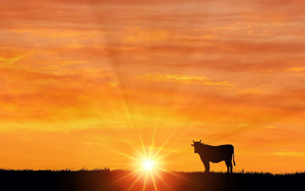 12月28日～1月3日の週間運勢占いランキング！　1位の星座は…？