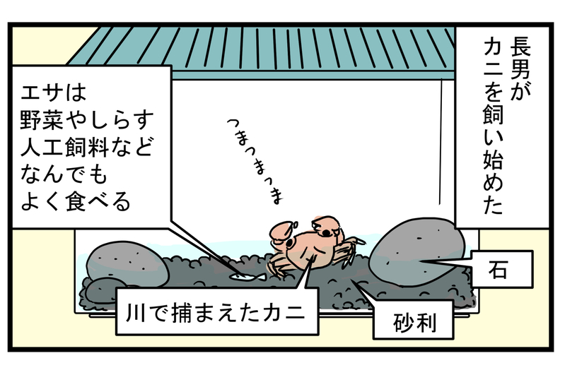 ミステリー!? 水槽に突然現れた「2匹目のカニ」の正体【こどもと見つけた小さな発見日誌 Vol.32】