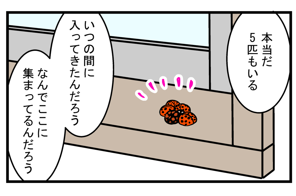 もう冬なのに…家の中に「テントウムシ」が現れた驚きの理由とは!?【こどもと見つけた小さな発見日誌 Vol.34】