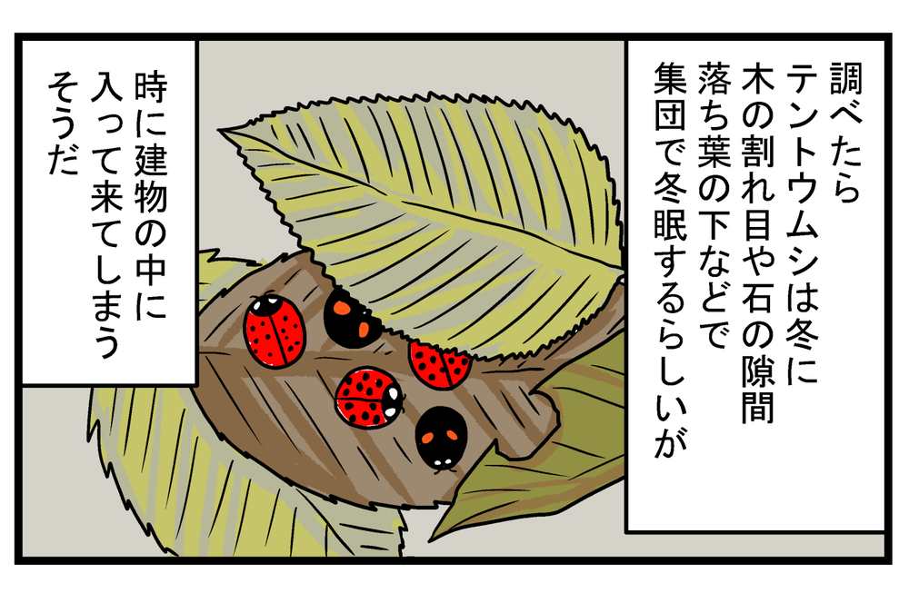もう冬なのに…家の中に「テントウムシ」が現れた驚きの理由とは!?【こどもと見つけた小さな発見日誌 Vol.34】