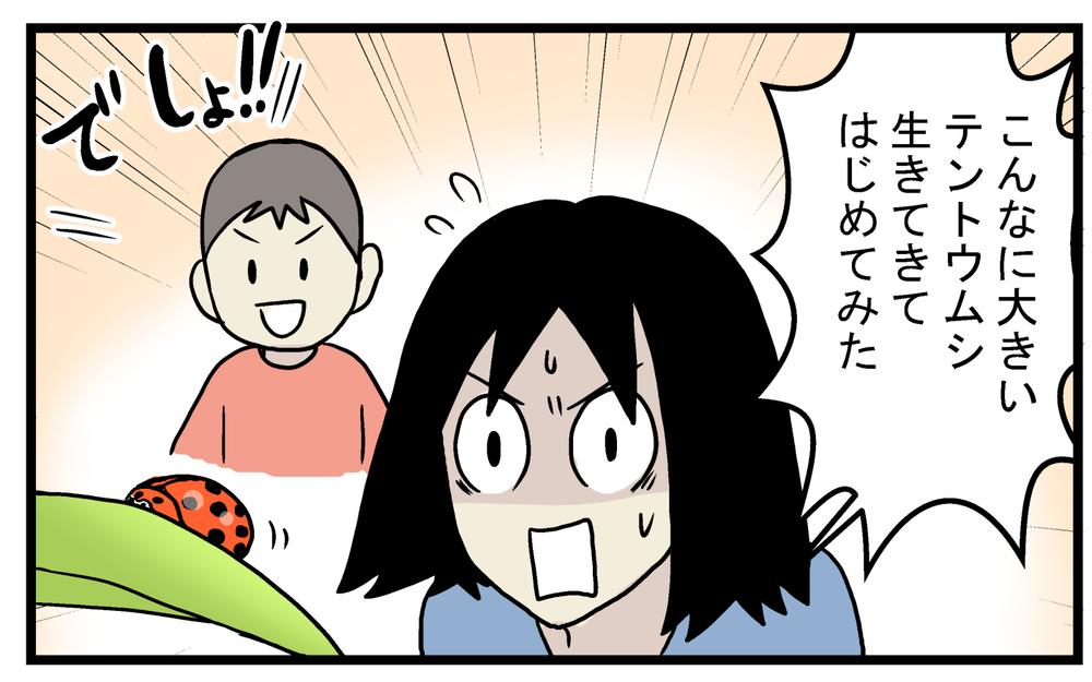 息子がレア昆虫を発見!? 自宅の庭にいた「大きいテントウムシ」の正体【こどもと見つけた小さな発見日誌 Vol.36】