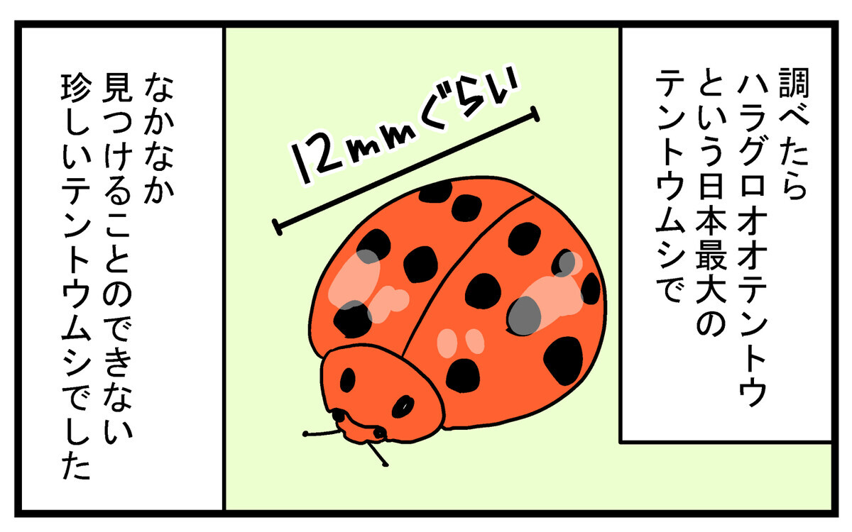 息子がレア昆虫を発見 自宅の庭にいた 大きいテントウムシ の正体 こどもと見つけた小さな発見日誌 Vol 36 ウーマンエキサイト 2 2