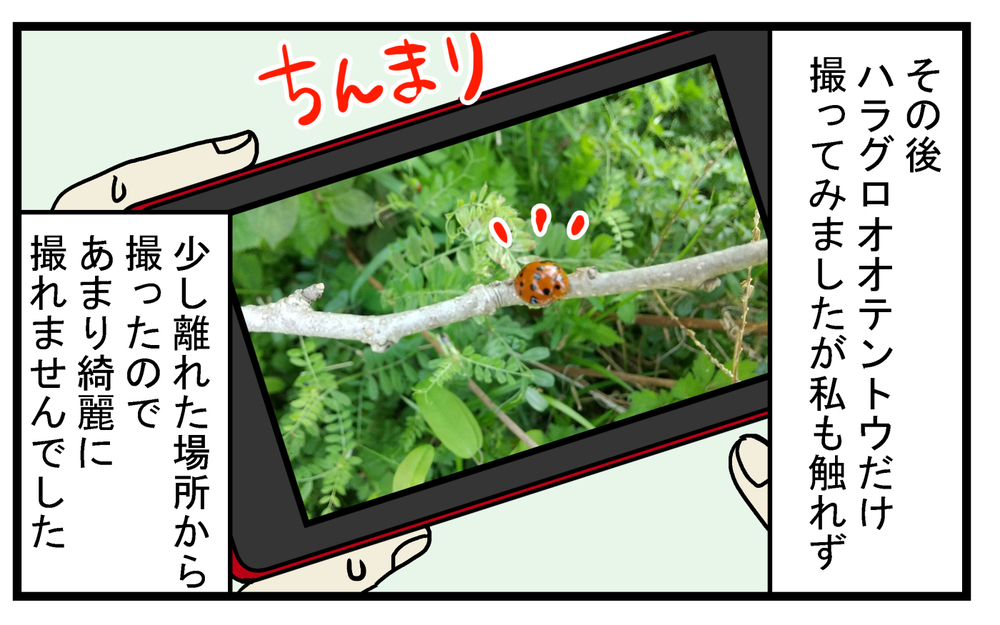 息子がレア昆虫を発見!? 自宅の庭にいた「大きいテントウムシ」の正体【こどもと見つけた小さな発見日誌 Vol.36】
