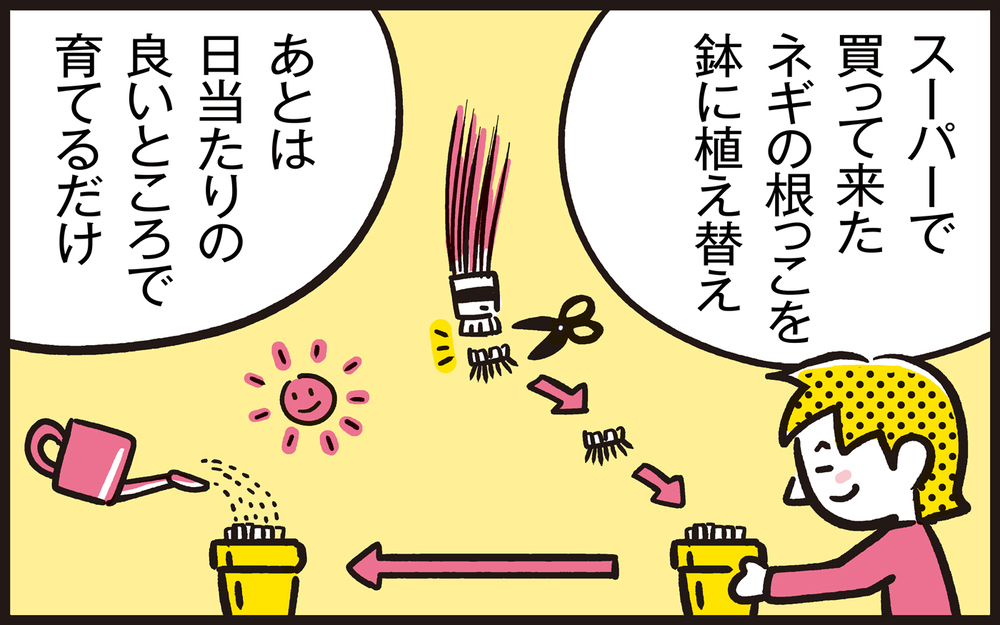 【写真付き】ママンの密かな楽しみ！　再生栽培で手軽にできる家庭菜園【パパン奮闘記 ～娘が嫁にいくまでは～ 第106話】