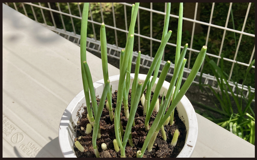【写真付き】ママンの密かな楽しみ！　再生栽培で手軽にできる家庭菜園【パパン奮闘記 ～娘が嫁にいくまでは～ 第106話】