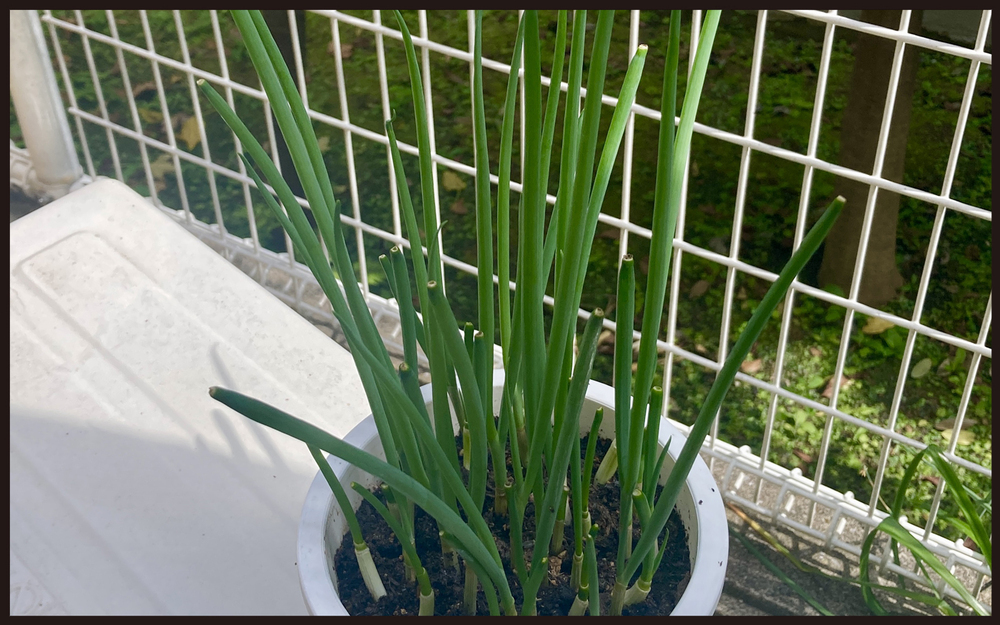 【写真付き】ママンの密かな楽しみ！　再生栽培で手軽にできる家庭菜園【パパン奮闘記 ～娘が嫁にいくまでは～ 第106話】