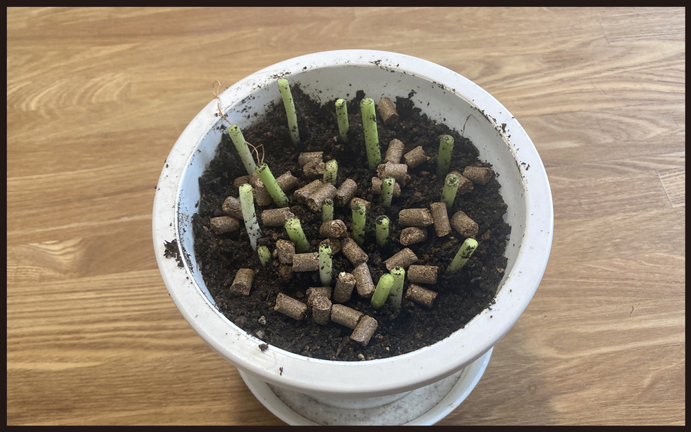 【写真付き】ママンの密かな楽しみ！　再生栽培で手軽にできる家庭菜園【パパン奮闘記 ～娘が嫁にいくまでは～ 第106話】