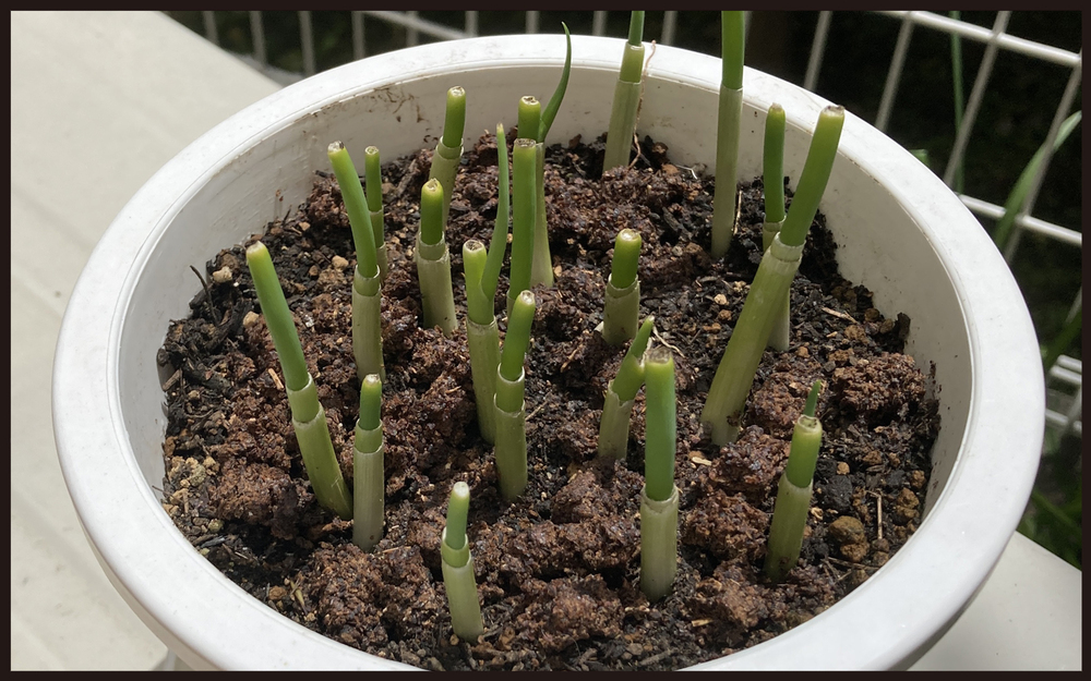 【写真付き】ママンの密かな楽しみ！　再生栽培で手軽にできる家庭菜園【パパン奮闘記 ～娘が嫁にいくまでは～ 第106話】